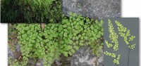 Gospin vlasak - paprica (adiantum capillus-veneris)