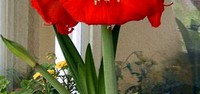 Amarilis (Hippeastrum cultivari)