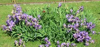 Iris (perunika) moja omiljena vrsta cvijeća