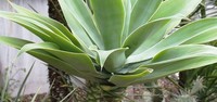 Sužena agava (Agave attenuata)