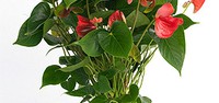 Flamingovac (Anthurium)