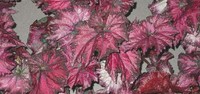 Kraljevska begonija (Begonia-Rex-cultorum)