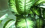 Difenbahija (Dieffenbachia segune)