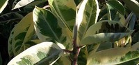 Indijski fikus (Ficus elastica)