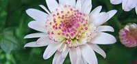 Krizantema (Chrysanthemum kultivari)