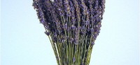 Lavanda (Lavandula x christiana)