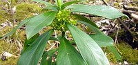 Lovorčica (Daphne laureola L)