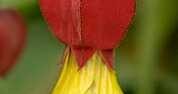 Mračnjak (Abutilon x hybridum)