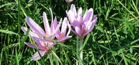 Mrazovac (Colchicum autumnate L)