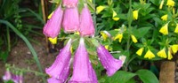 Naprstak (Digitalis purpurea L)