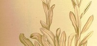 Smilje (Helichrysum italicum L)