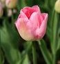 Tulipan - svibanjski ukras